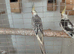 Young pearl cockatiel.