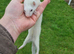 Silver jill- micro/lurcher ferret- but throws full micros with a small hob- 2years old
