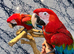 Friendly Super Tame Talking Greenwing Macaw Parrot,6