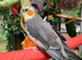Semi-Tame Cockatiel &ndash; &pound;80