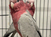 Hand Reared Baby Galah Cockatoos