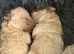 Toy poodle puppies