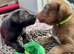 Siberian Shepsky x Weimaraner Puppies