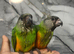 Ready Now Baby Handreared Senegal Parrot
