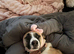 Ruby collie cross