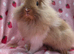 Stunning Ginger lion head boy 11 weeks very tame