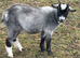 Three pygmy wethers