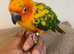 Super tame sun conure baby