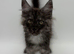 11 week old Maine coon kittens for sale