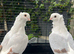 Pair ofShow German owl