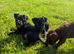 Beautiful Patterdale Puppies