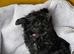 Beautiful Morkie Poo pups for sale