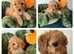 6 Cavapoo Puppies Forever Home Ready November