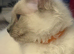 Ragdoll Tica registered kittens