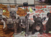 French Bulldog Puppies