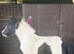 cob cross Shetland