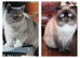 Exotic Shorthair Kittens For Sale