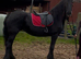 For sale Athena frisian mare