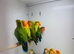 Love birds