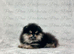 Teddy Bear Pomeranian Puppies