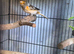 2 x male harlequin canaries
