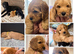 READY NOW 3 Beautiful female cockapoo pups
