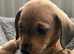 2 beautiful boys left out of a litter of 5