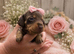 6 beautiful miniature dachshund puppies