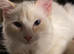 ZsaZsa needs a home