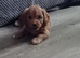 Beautiful Cavapoo Puppies