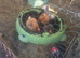 Hens