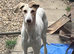 Turbo- Male lurcher x Saluki