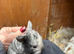 beautiful mini lop babies - super temperaments