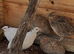 Fertile quail eggs