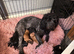 gorgeous curly cockapoo puppies