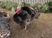 Bronze male turkey