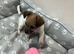 Miniature jack Russell puppies ready for there forever home