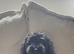Toy Poodle Puppies