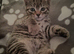 2 tabby sisters for sale