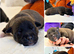 STAFFVALOR | KC REGISTERED STAFFORDSHIRE BULL TERRIER PUPPIES