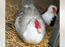 6 Muscovy hatching eggs