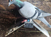 Racing Pigeons