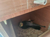 Proven pair of cockateils for sale