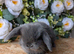 Mini lop babies