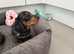 Fully vaccinated miniature dachshund puppies