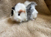 One girl guinea pig