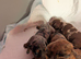 Miniature dachshund puppys
