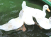 4 Call ducks 6 weeks old