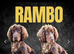 Working cocker spaniel puppies