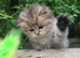 Chinchilla and golden chinchilla persian kittens